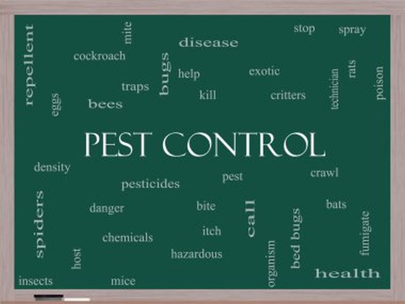 Mastering Pest Control for Rats: Expert Strategies