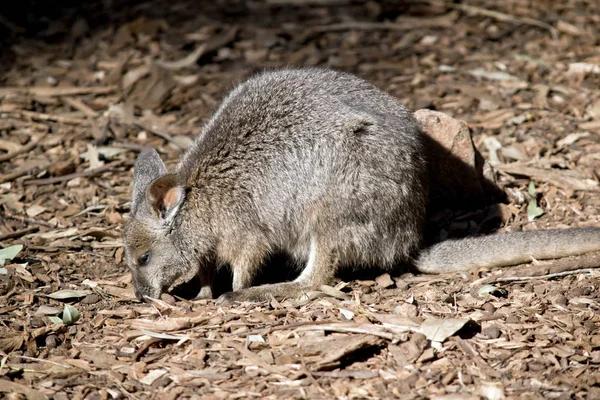 Effective Rodent Control Strategies for Sydney