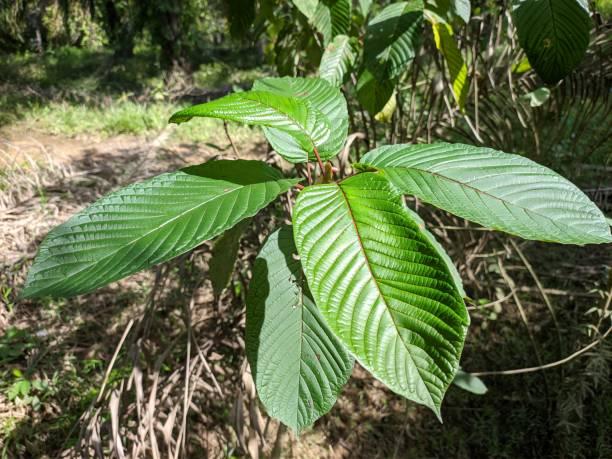 Kratom Powder Serving Size How Many Grams in a Teaspoon