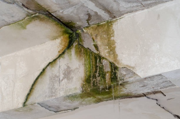 Top-Rated Water Damage Restoration Services Near Me